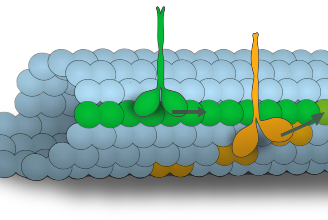 active_transport_molecular_motors