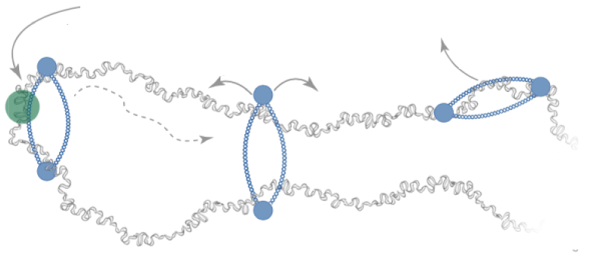 kinesin_motor