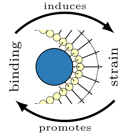 protein_recruitment